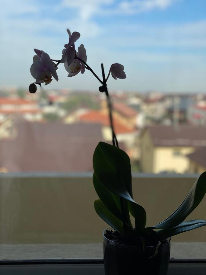 Deluxe Single Room Apartament Bragadiru Extérieur photo